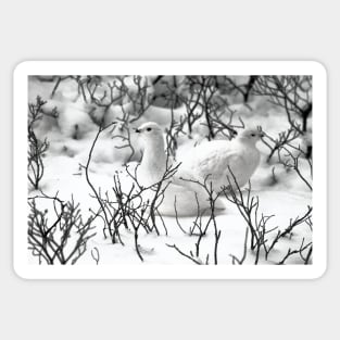 Ptarmigans in the Arctic Willow, Churchill, Canada Sticker